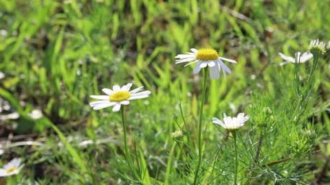 Daisies sway in the wind Stock Footage 145538315