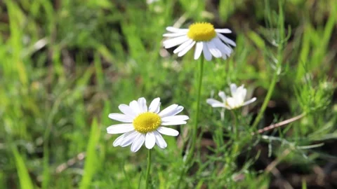 Daisies sway in the wind Stock Footage 145538358