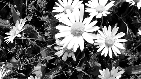 Daisies Swaying in the Wind – Black and White Cinematic Scene Stock Footage 311228309