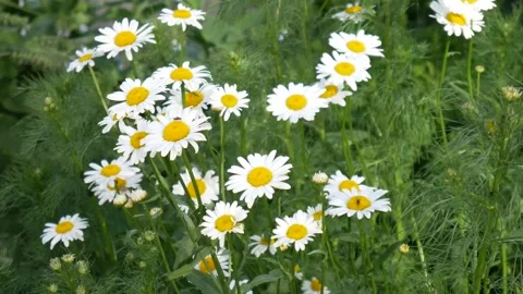 Daisies swaying in the wind 動画素材 133077969