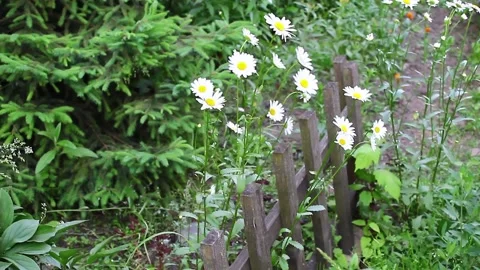 Daisies swaying in the wind Stock Footage 133314006
