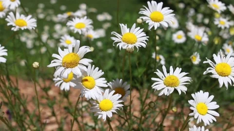 Daisies swaying in the wind Stock Footage 155866478