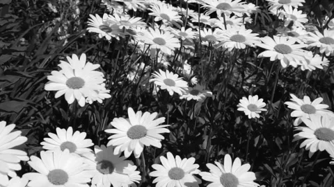 Daisies swaying in the wind Stock Footage 157345682