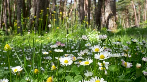 Daisies swaying in the wind. Spring time. Stock-Footage 232978114