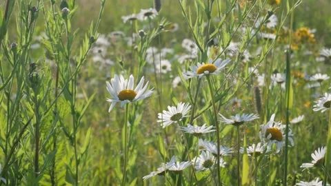 Daisies swaying in the wind in the sunlight 库存影片 300880647