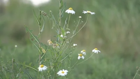Daisies swinging in the wind, summer 库存影片 93720244