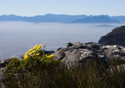 Daisies on table mountain Stock Photos