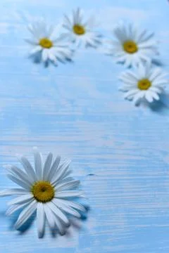 Daisies on the table Stock Photos