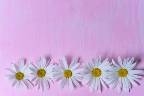 Daisies on the table Stock Photos