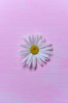 Daisies on the table Stock Photos