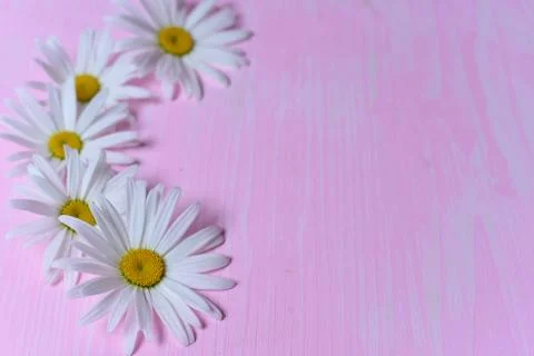 Daisies on the table Stock Photos