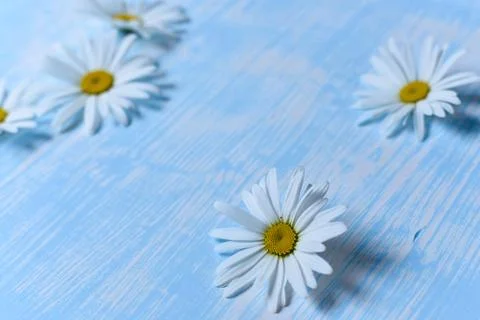 Daisies on the table Foto stock