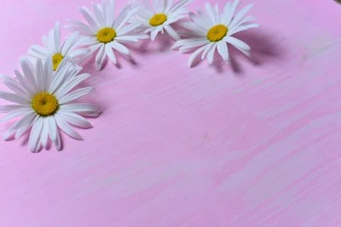 Daisies on the table Stock Photos