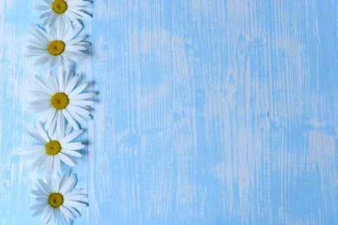 Daisies on the table Stock Photos