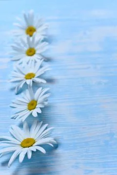 Daisies on the table Stock Photos