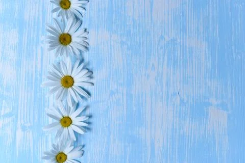 Daisies on the table Stock Photos