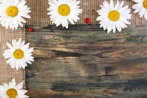 Daisies on the tape of burlap. Stock Photos