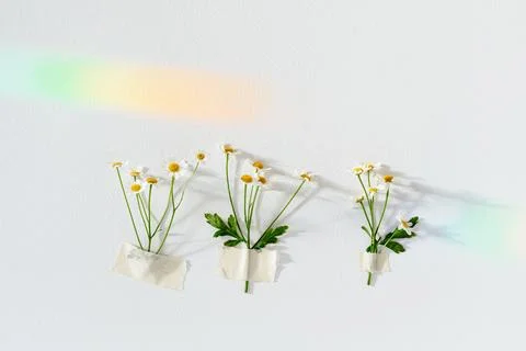Daisies Taped On Wall With Soft Light Shadows 스톡 사진