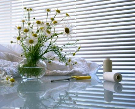 Daisies, thread, spools, scissors. still life in white Stock Photos