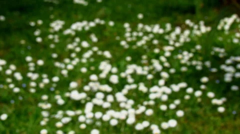 Daisies - tilt down 스톡 동영상 38127217