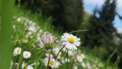Daisies tilted shot Stock Footage 131339969