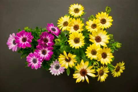 Daisies top view Stock Photos