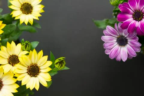 Daisies top view Stock Photos