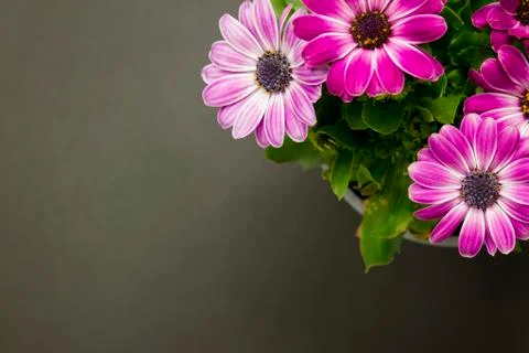Daisies top view Stock Photos