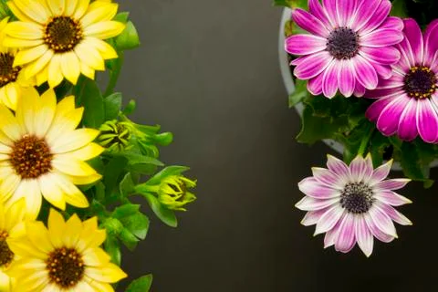Daisies top view Stock Photos