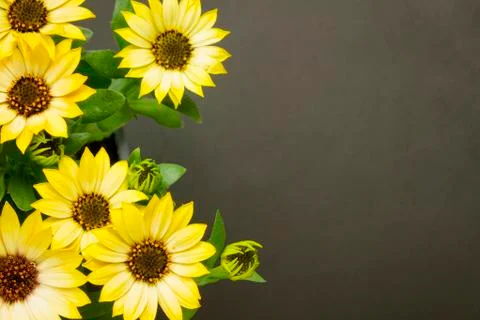 Daisies top view Stock Photos
