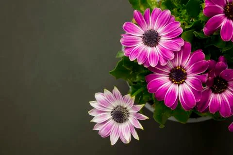 Daisies top view Stock Photos