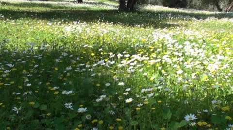 Daisies under the light of the sun Video stock 22893813