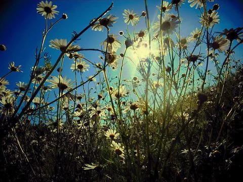 Daisies under the sun Stock Photos