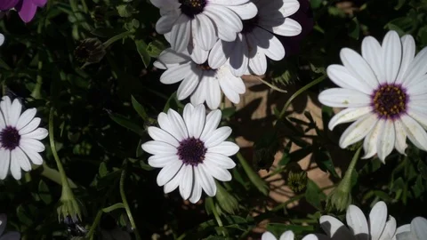 Daisies of various colors Video stock 88736265