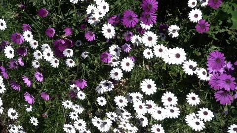 Daisies of various colors Video stock 88736801