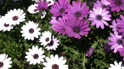 Daisies of various colors Stock Footage 88737052