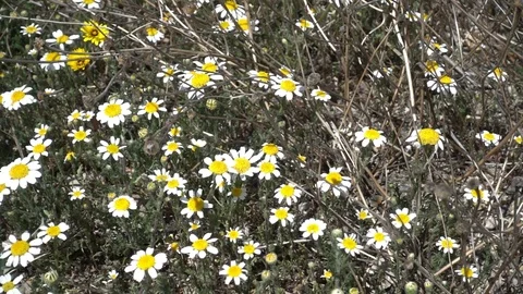 Daisies of various colors Stock Footage 88737149