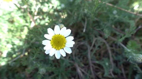 Daisies of various colors Video stock 88737250