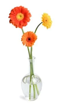 Daisies in vase Stock Photos