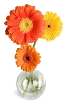Daisies in vase Stock Photos