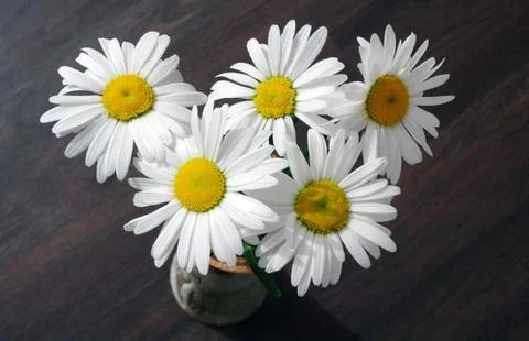Daisies in a vase Foto stock