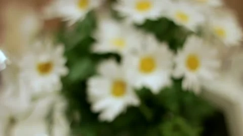 Daisies In Vase On Table Video stock 11238407
