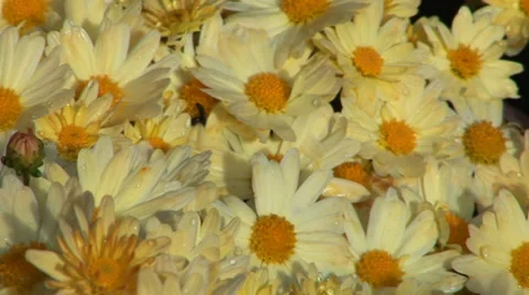 Daisies with Water Droplets Stock Footage 33604742