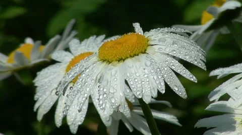 Daisies with water drops Stock Footage 7901061