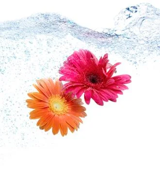 Daisies in the water Stock Photos