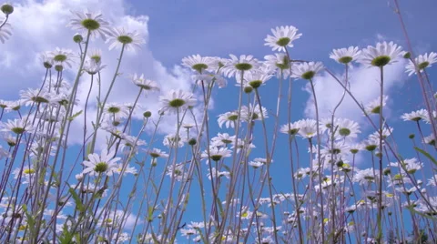 The daisies waving on the breeze of the wind Stock Footage 52500370