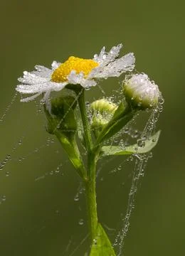 Daisies in a web with dew drops Stock Photos