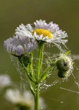 Daisies in a web with dew drops Stock Photos