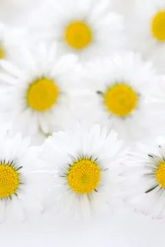 Daisies on a white background Stock Photos