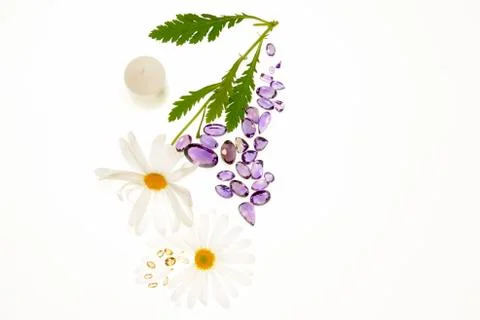 Daisies on white background Stock Photos